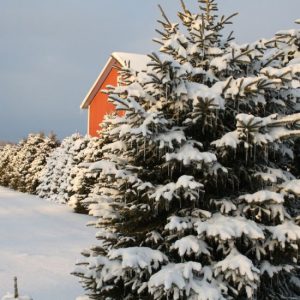 Tis The Season Image